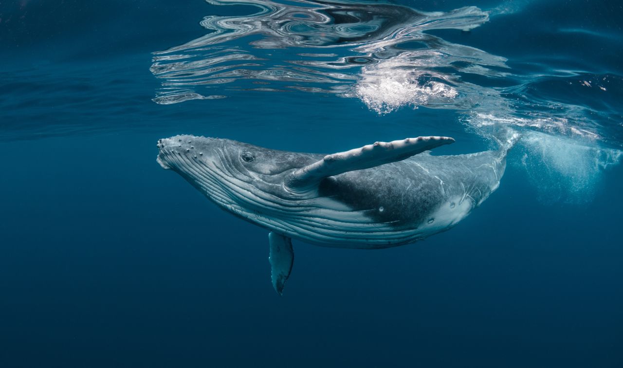 Rekordowa migracja. Humbak przepłynął trzy oceany w poszukiwaniu miłości