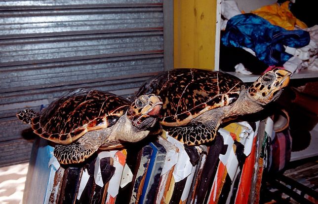 Wśród pamiątek, jakie oferują sprzedawcy na Dominikanie, są m.in. żółwie