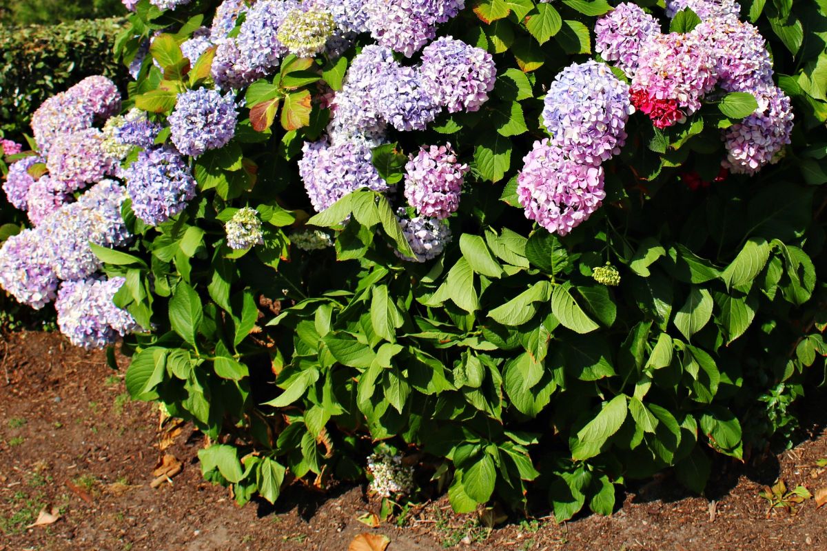 Hydrangeas delight our eyes in the summer.