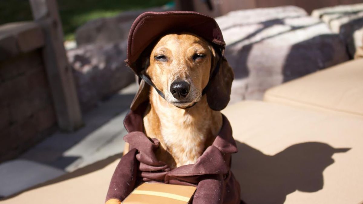 Kurierzy kochają psiaki. To konto na Instagramie jest najlepszym dowodem 1