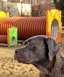 Wola. Nazwali skwer imieniem  słynnego... psa