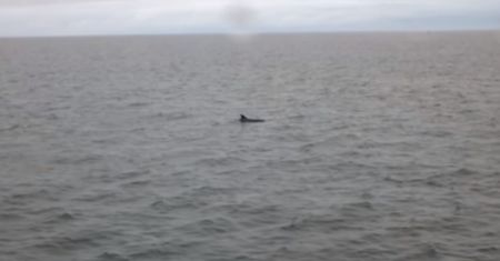 Delfin w Bałtyku, ludzie w szoku. "Ja nie piłem, ale chyba nie wieloryb"