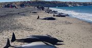 Delfiny martwe na plaży. Śmierć 163 zwierząt to zagadka