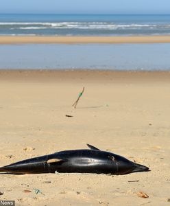 Ponad tysiąc martwych delfinów u wybrzeży Francji