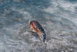Ocean wyrzucił 1100 martwych delfinów. Były brutalnie okaleczone