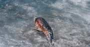 Ocean wyrzucił 1100 martwych delfinów. Były brutalnie okaleczone