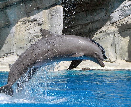 Delfiny na diecie