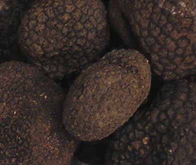 Rekordowa cena trufli we Włoszech. Warta tyle co dobry samochód