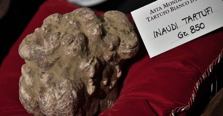 Najdroższy grzyb świata? Biała trufla sprzedana za 85 tys. euro