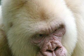 Goryl-albinos nie żyje