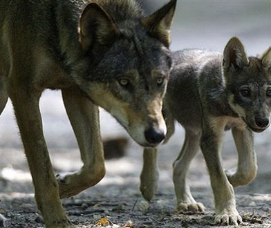 Wilki w Małopolsce - ludzie boją się wchodzić do lasu