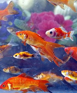 Tysiące ryb ugotowało się na lotnisku; "to okrucieństwo"