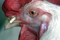 Sąd orzekł, że kogut może piać