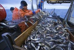 Porozumienie ministrów w sprawie kwot połowowych na Bałtyku