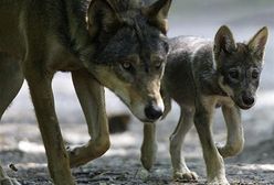 Wilki w Małopolsce - ludzie boją się wchodzić do lasu