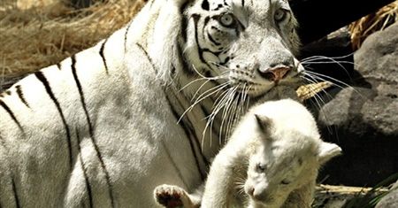 600 tygrysów syberyjskich zostanie wypuszczonych na wolność