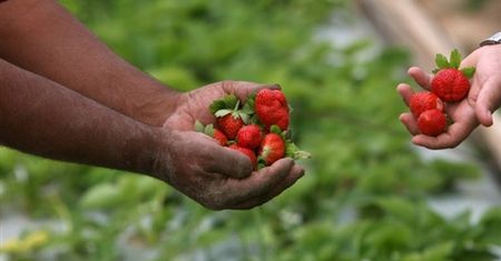 Polacy powiesili się na plantacji truskawek w Anglii