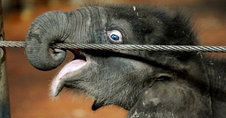 Mały cud w australijskim zoo