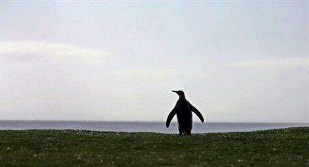 Czosnkowa kuracja pingwinów