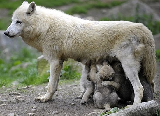 Wilk w zoo rzucił się na małą dziewczynkę