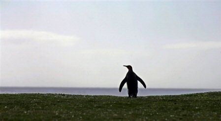 Czosnkowa kuracja pingwinów