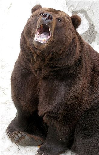 Niedźwiedzie cierpią na bezsenność