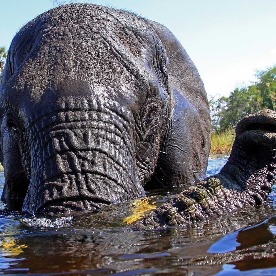 Meghan i Harry fotografują słonie w Afryce