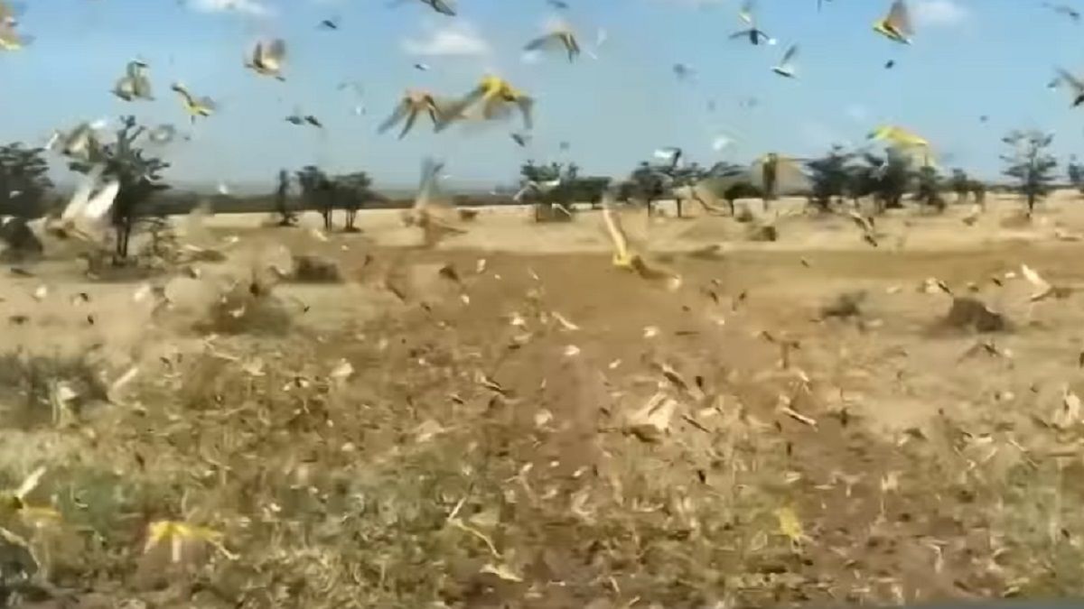 Szarańcza niszczy uprawy w Afryce. NASA połączyło siły z ONZ i znalazła sposób na powstrzymanie rojów owadów
