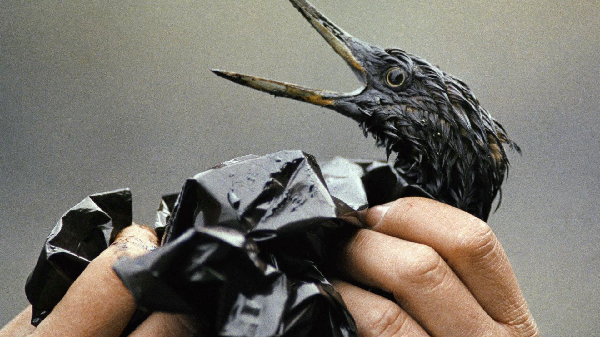 Ptak pokryty ropą z tankowca Exxon Valdez. Alaska 1989 r.