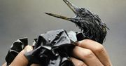 "Sądzę, że mamy poważne kłopoty". 31 lat od katastrofy Exxon Valdez