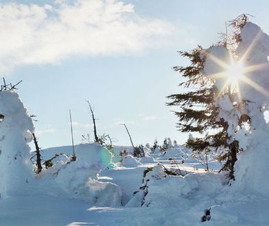 W Karkonoszach odkryto nowy gatunek grzyba