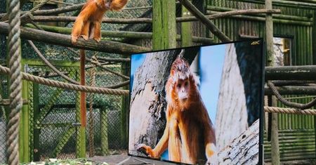Małpy i lemury oglądają telewizję w 4K