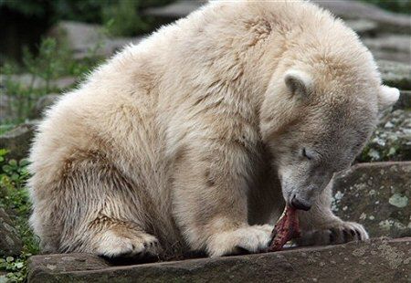 Knut z berlińskiego zoo symuluje kontuzję