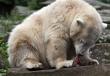 Knut z berlińskiego zoo symuluje kontuzję