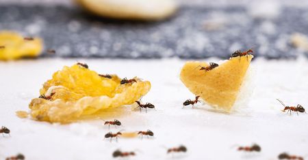 Ustaw pod stołem w ogrodzie. Żadna mrówka się na nim nie pojawi