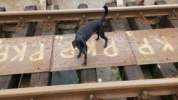 Pies przywiązany do torów kolejowych w gminie Kłodzko