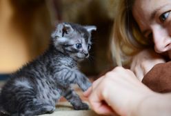 Światowy Dzień Kota 2020. Co kupić pupilowi?