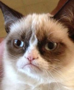 Masz psa? Będziesz musiał go zarejestrować. Rząd lepiej traktuje kociarzy