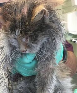 Oblał kota ropą i chciał podpalić. Ostry komentarz lecznicy: zwyrodnialcu, wiedz, że Ci się nie udało