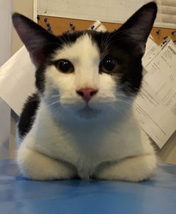 Wyrzuciła kota z 3 piętra. Dzieci błagały, by tego nie robiła