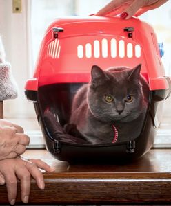 Wrocław: Kot Wrocek w ratuszu. Prezydent miasta Jacek Sutryk przygarnął porzuconego kota