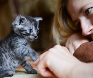 Światowy Dzień Kota 2020. Co kupić pupilowi?