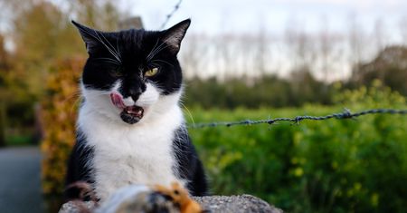 Miasteczko w Nowej Zelandii chce całkowicie pozbyć się kotów. Dlaczego?