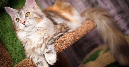 Maine Coon – delikatny gigant
