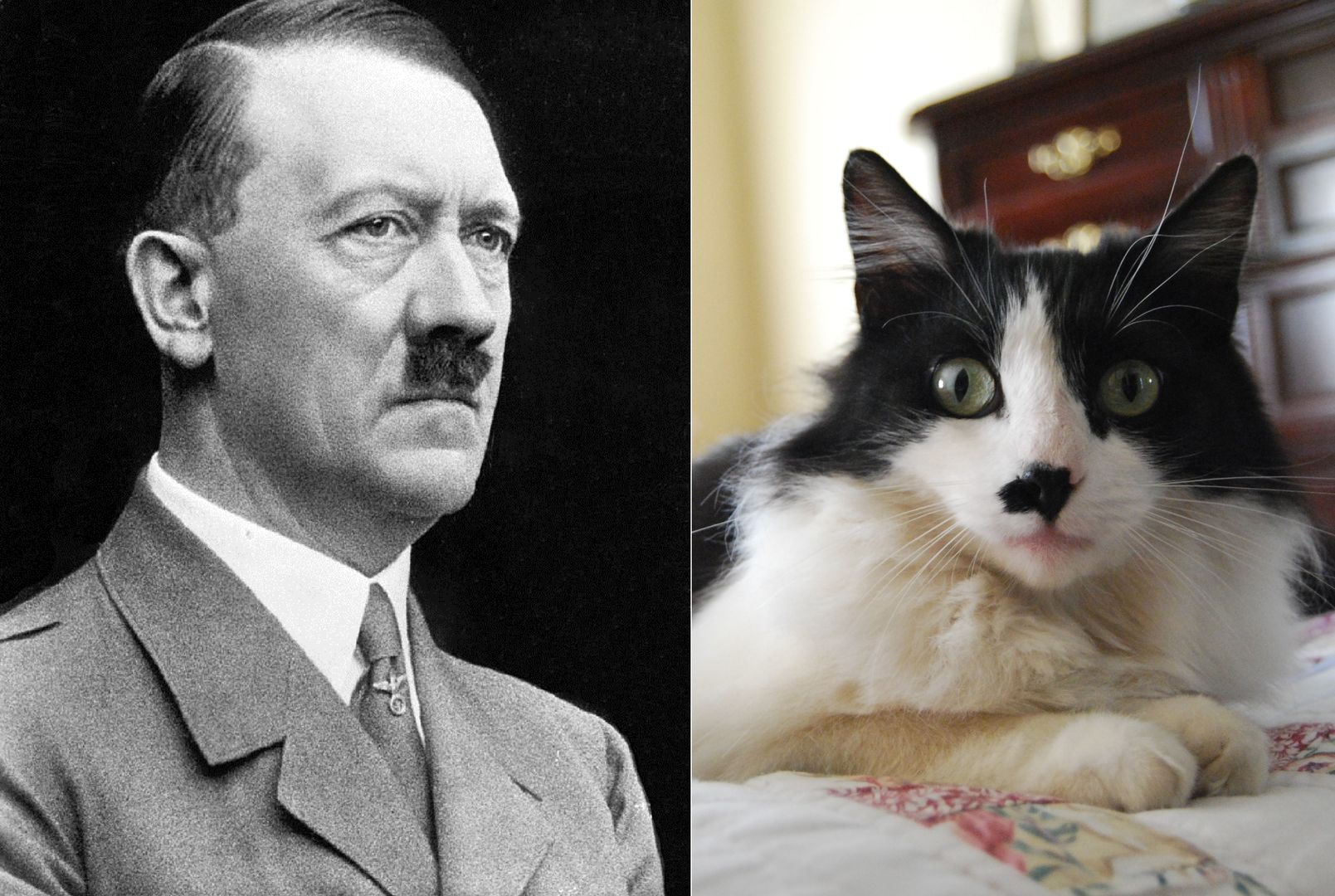 „Hitler cats”
