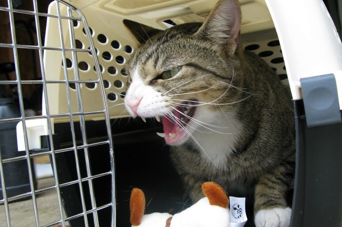 Skandal w Kanadzie. Obrońcy zwierząt skazali koty na wielodniowe cierpienie