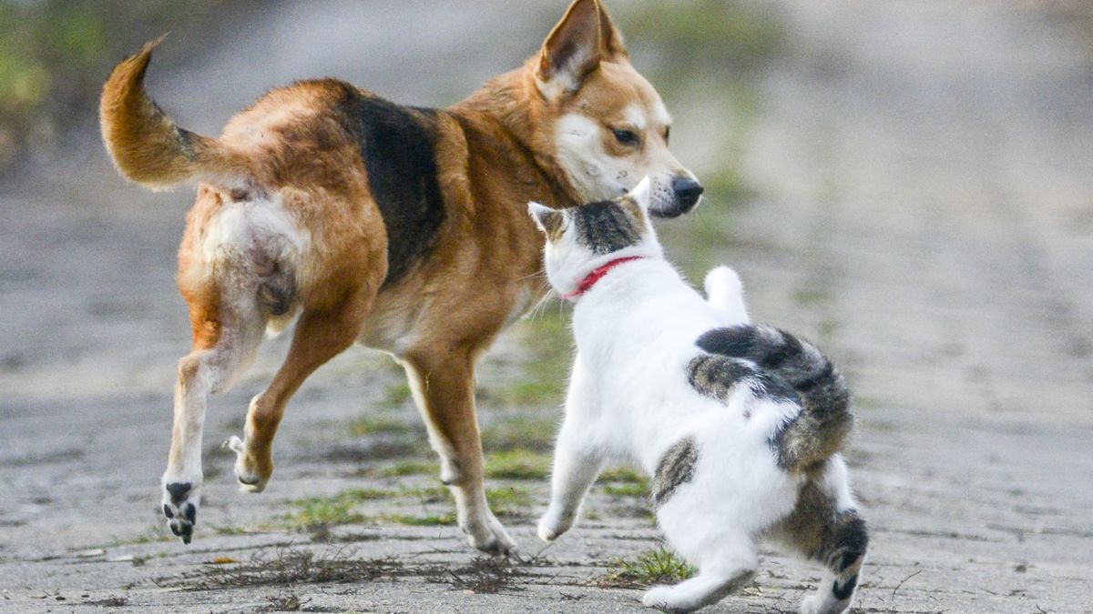 Koronawirus w Chinach. W miejscowości Shenzhen będzie zakazane jedzenie psów i kotów