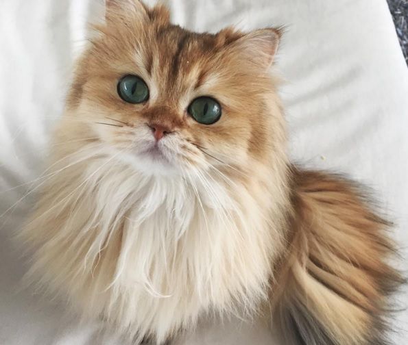 Najbardziej fotogeniczny kot świata