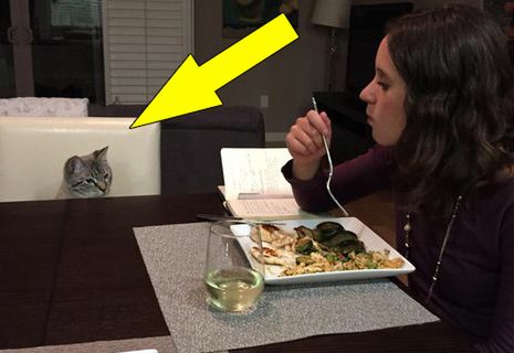 Codziennie przez rok robili kotu zdjęcie przy stole