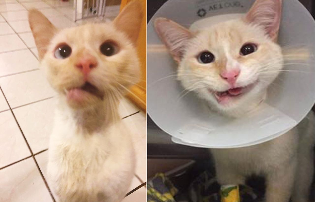 Uśmiechnięty kot miał niewielkie szanse